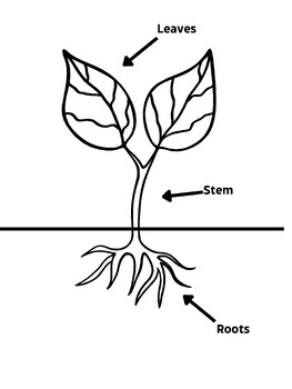 Plant anatomy coloring page educational science illustration by jenna otten