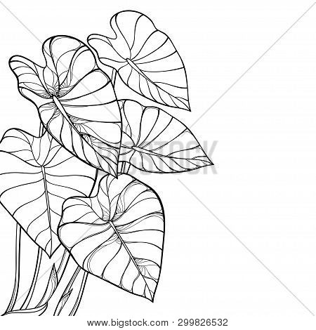 Vector corner bunch vector photo free trial bigstock