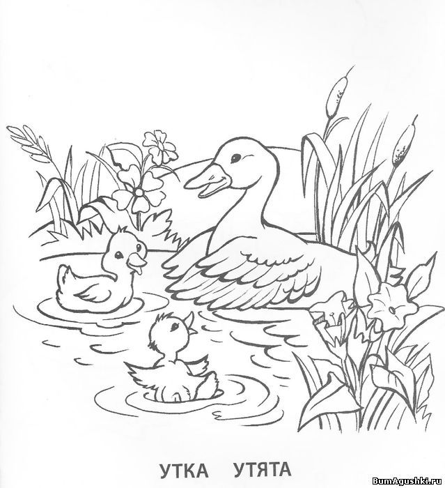 Dibujo de pata y patitos para imprimir