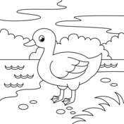 Ducks coloring pages free coloring pages