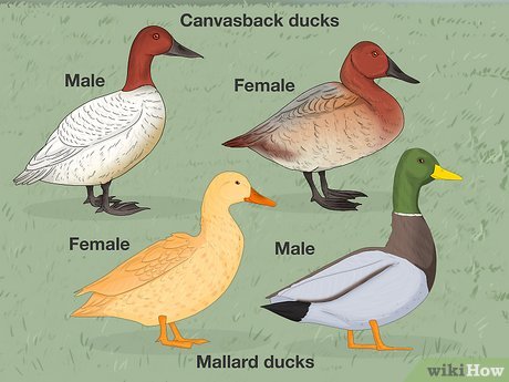 How to tell the difference between male and female ducks