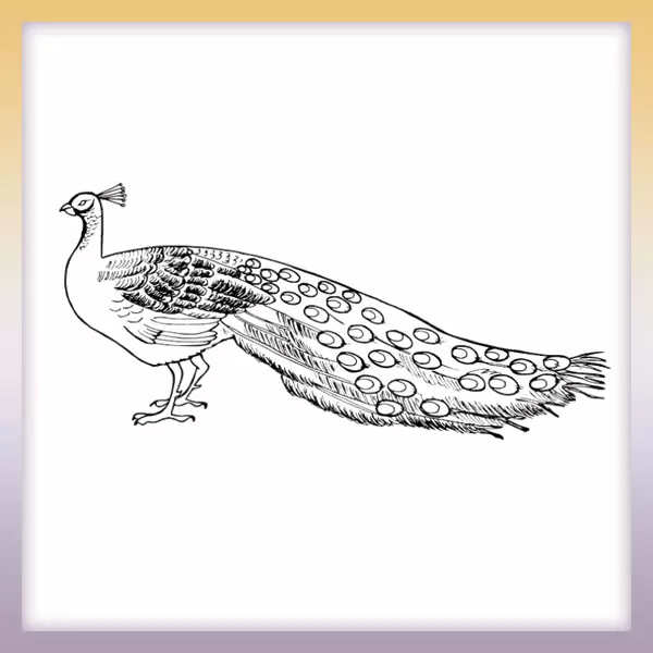Peacock â