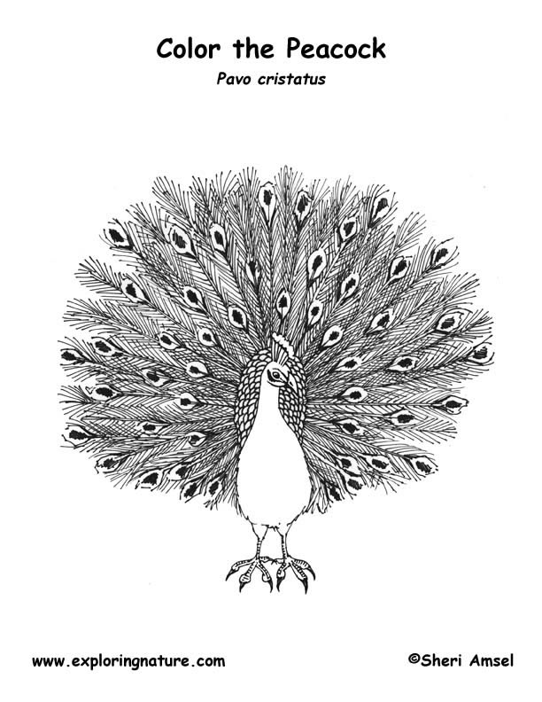 Peacock coloring page
