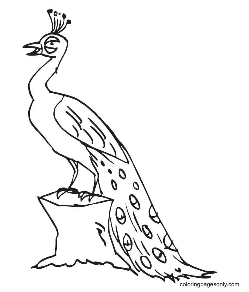 Peacock coloring pages printable for free download