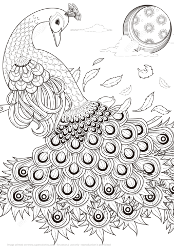 Graceful peacock coloring page free printable coloring pages
