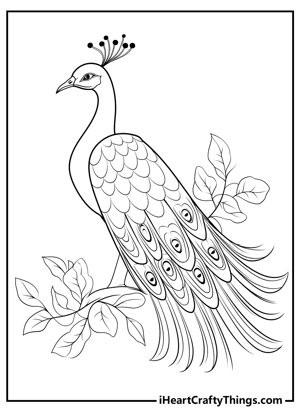 Peacocks coloring pages free printables