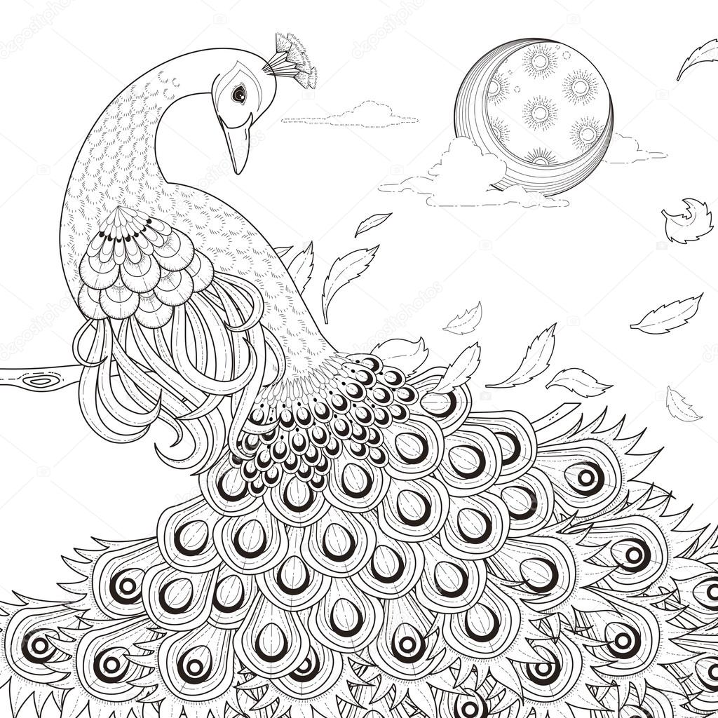 Graceful peacock coloring page stock vector by kchungtw