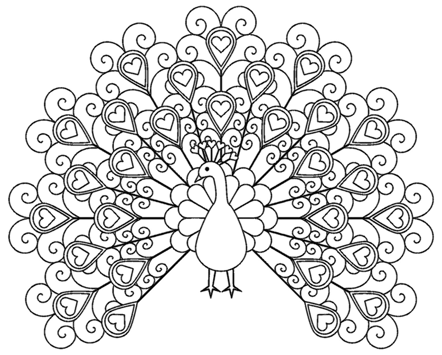 Peacock coloring pages for kids