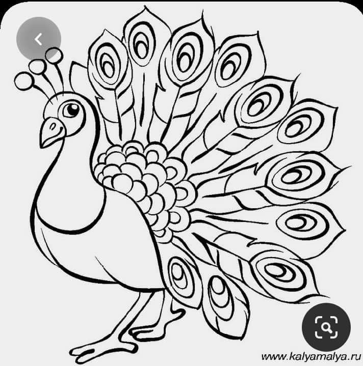 Pin by leticia morales on patrones y tutoriales peacock coloring pages peacock drawing art drawings for kids