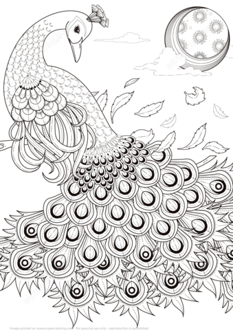 Graceful peacock coloring page free printable coloring pages peacock coloring pages bird coloring pages coloring pages