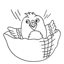 Canary coloring pages