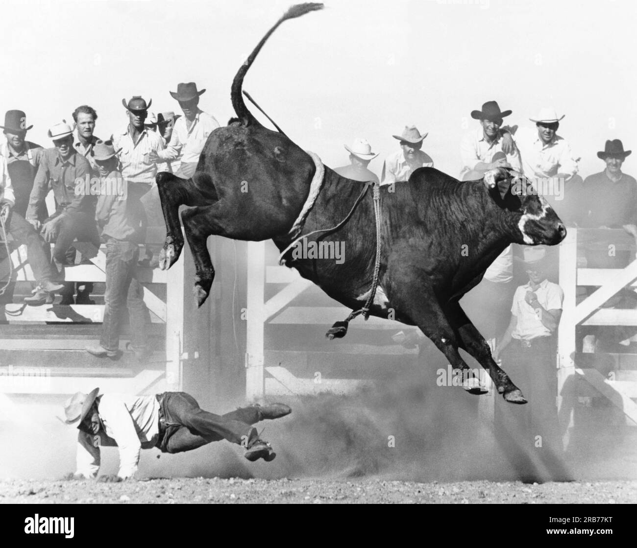 Bull rider black and white stock photos images