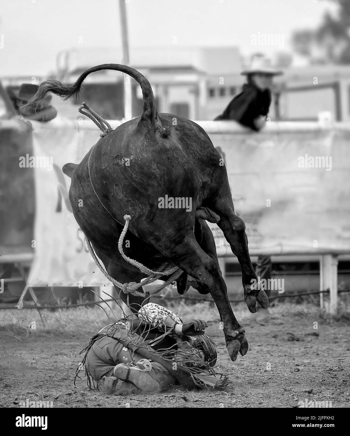 Bull riding black and white stock photos images