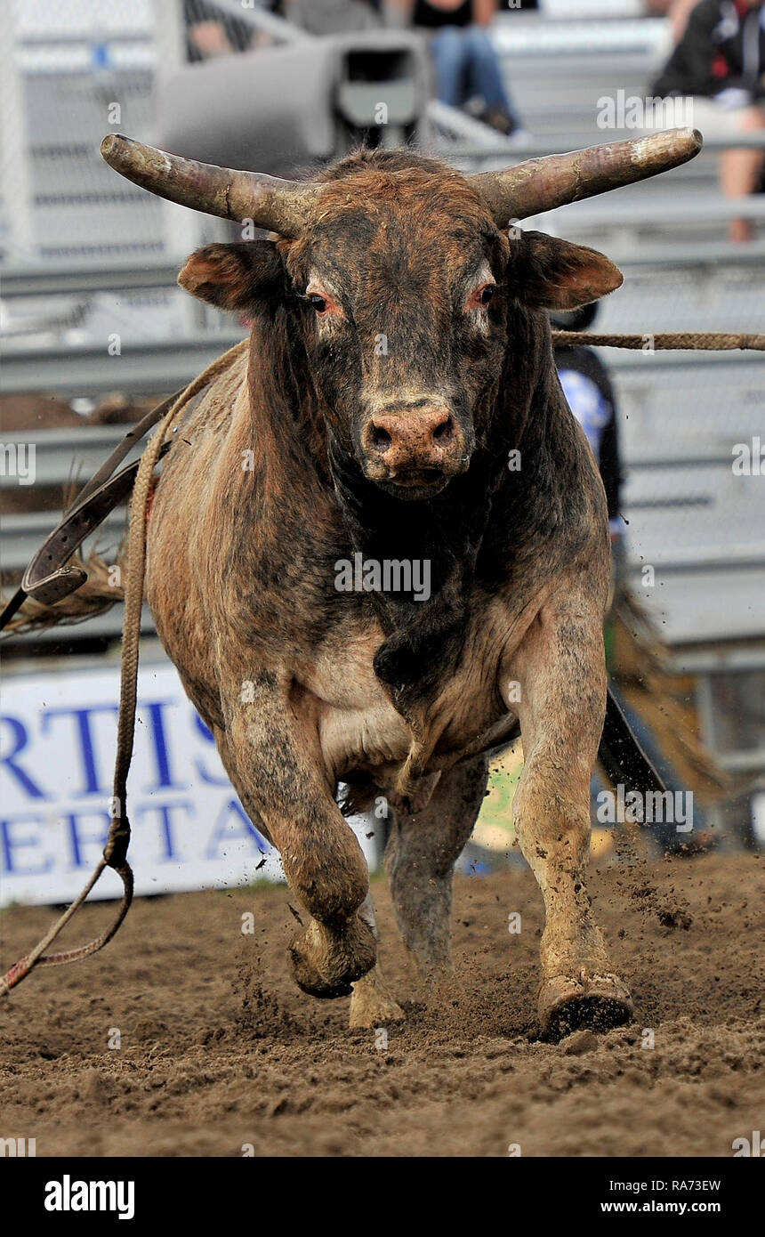 Toro de rodeo de carga fotografãas e imãgen de alta roluciãn