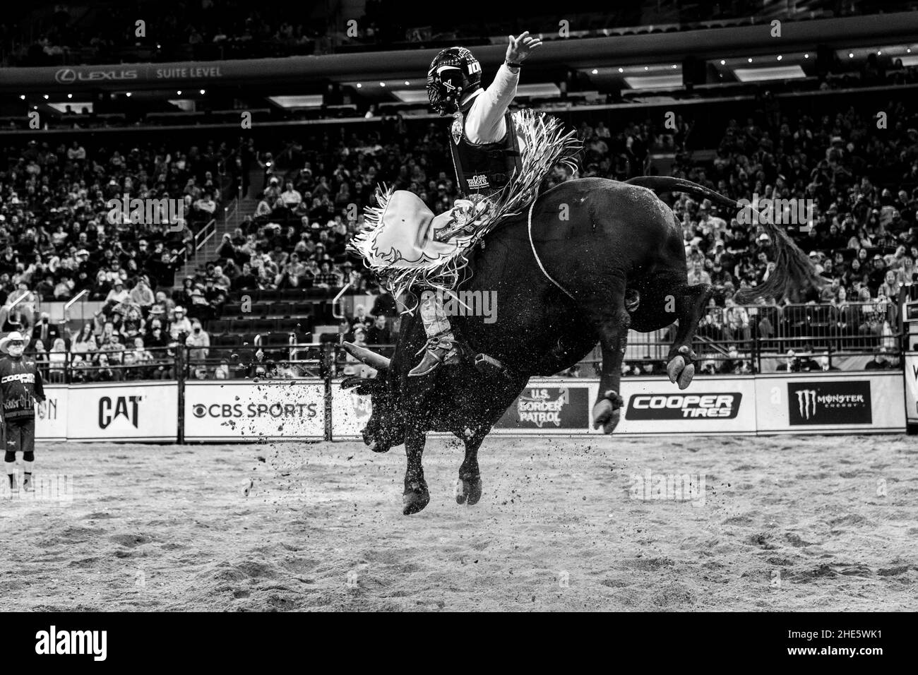 Bull riding black and white stock photos images