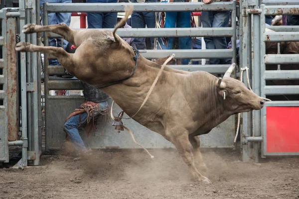 Bull riding fotos de stock imãgenes de bull riding sin royalties