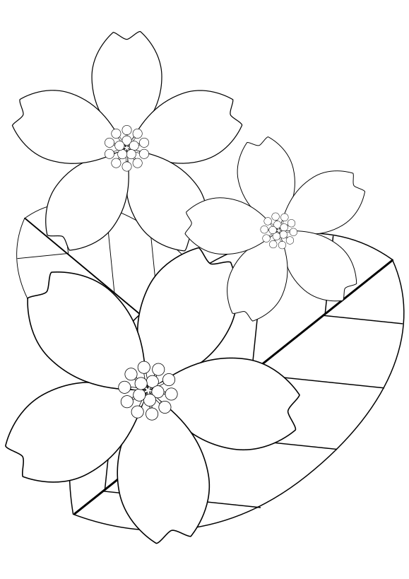 Cherry blossom drawing for coloring page free printable nurieworld