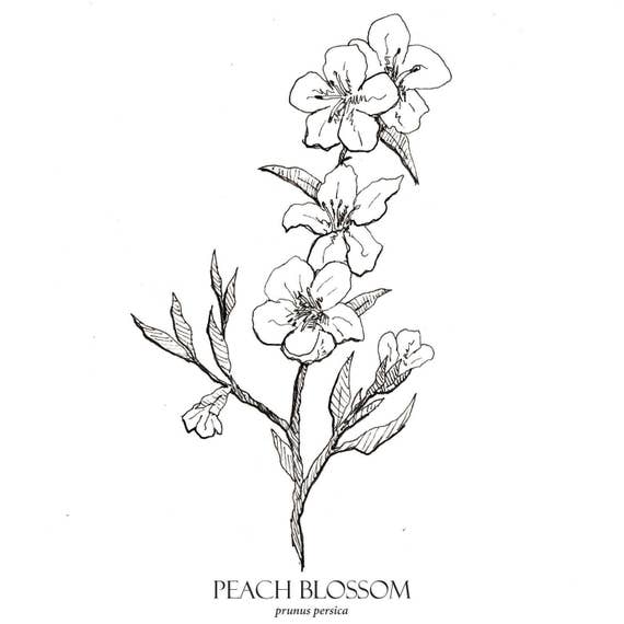 Peach blossom print flower art botanical illustration wall art blossom floral art botanical print peach flower print flora print