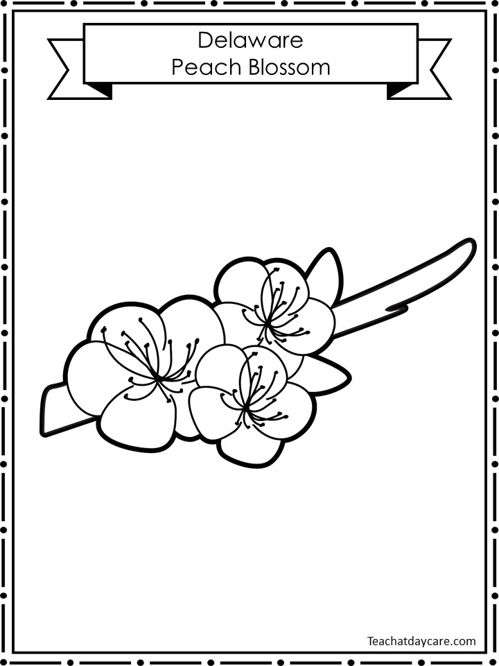 State flowers color worksheets made by teachers