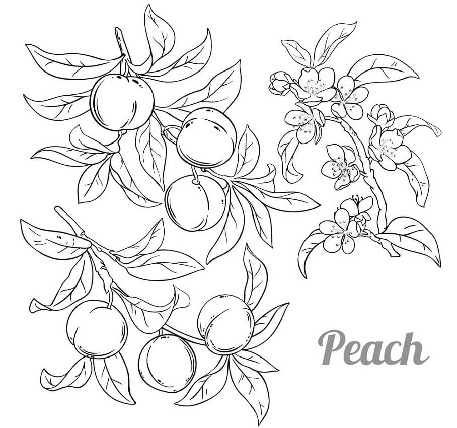 Peach coloring pages