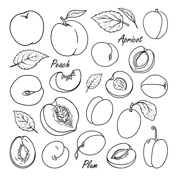 Coloring book fruit stock photos pictures royalty