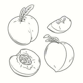 Peach coloring book vectors illustrations for free download