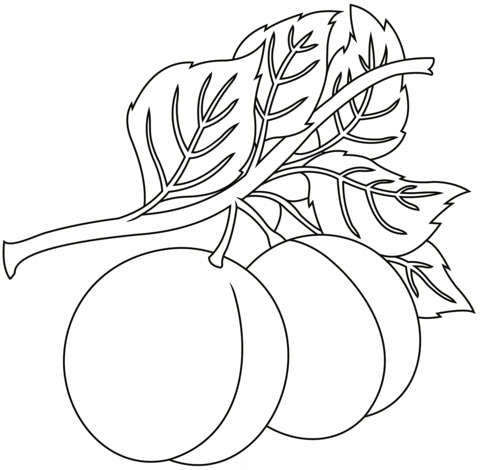 Peach coloring page free printable coloring pages