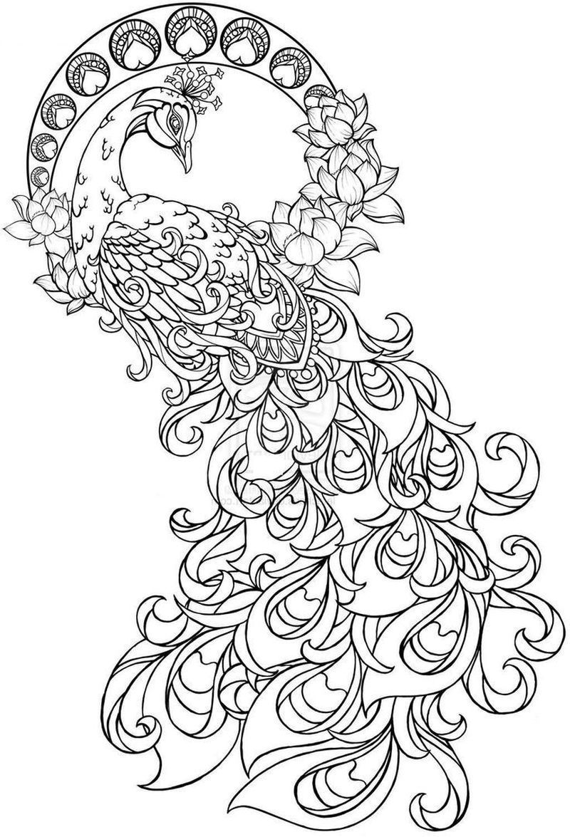 Peacock coloring pages ideas pdf printable