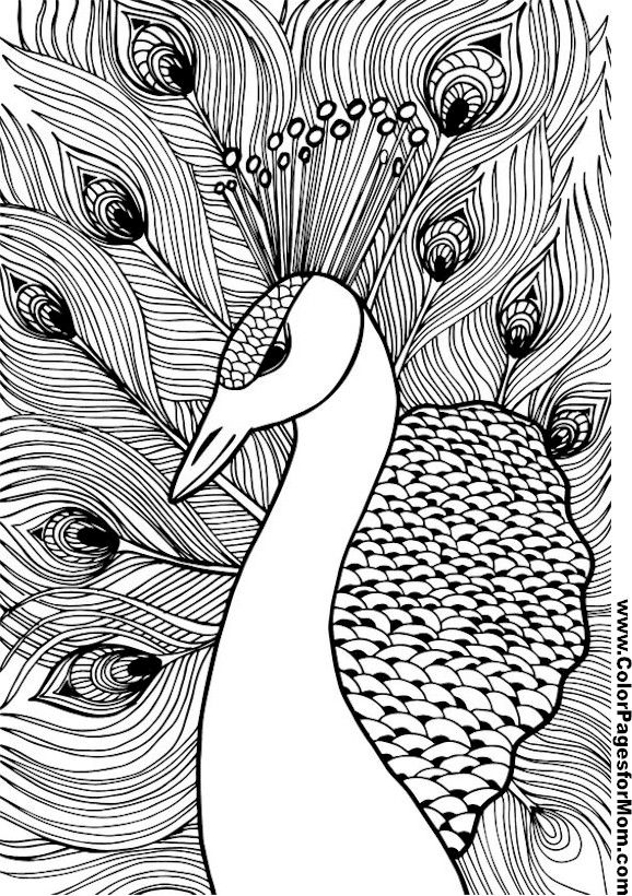 Bird coloring page bird coloring pages coloring pages colouring art therapy