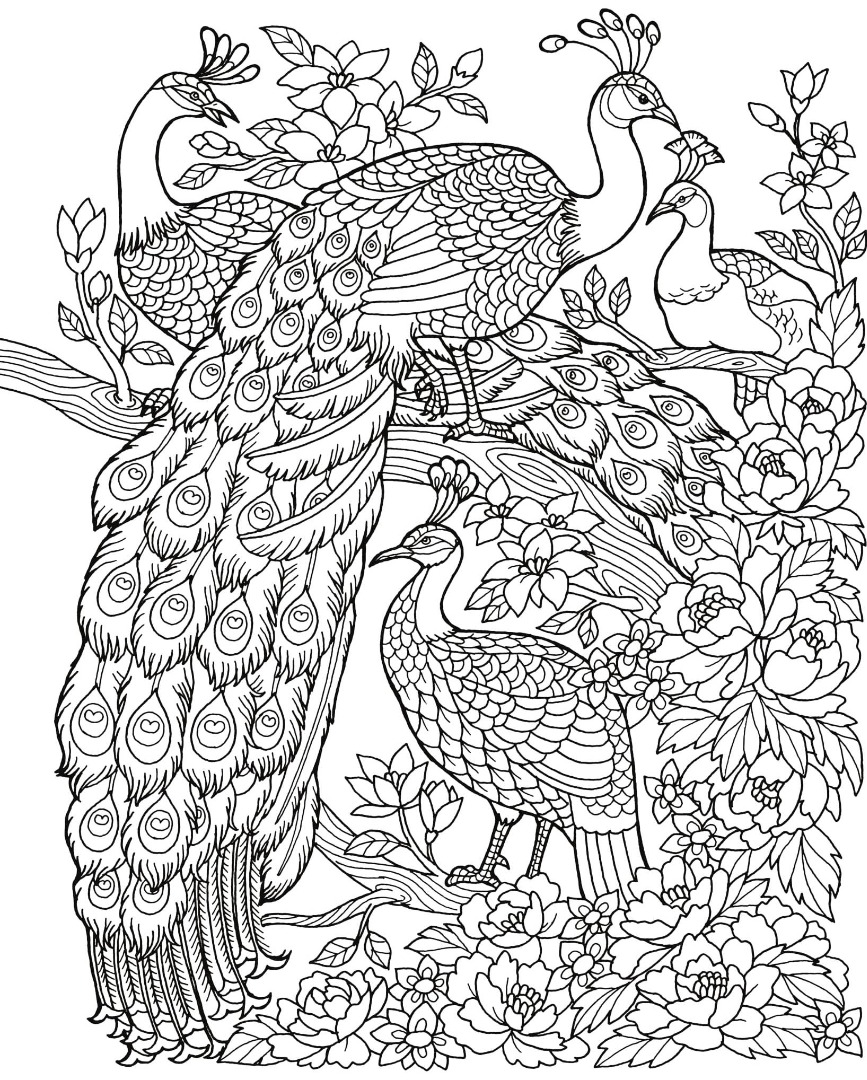 Freebie friday peacock adult coloring book