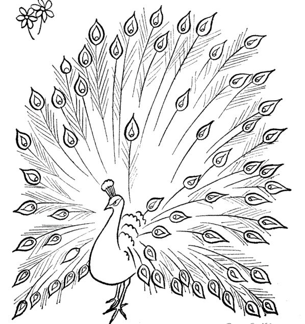 Unleash your creativity with peacock coloring pages