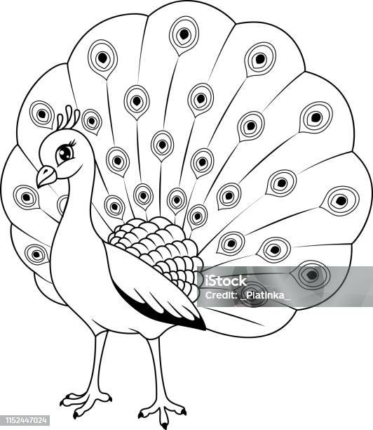 Peacock coloring page stock illustration