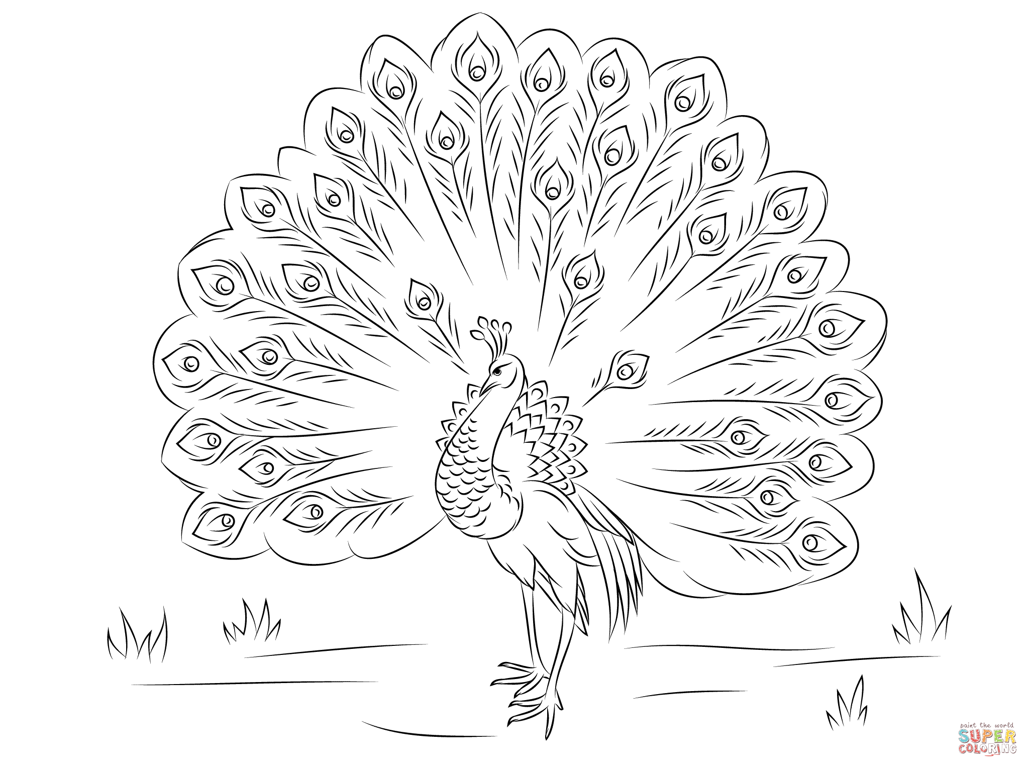 Beautiful peacock coloring page free printable coloring pages peacock coloring pages bird coloring pages coloring pages