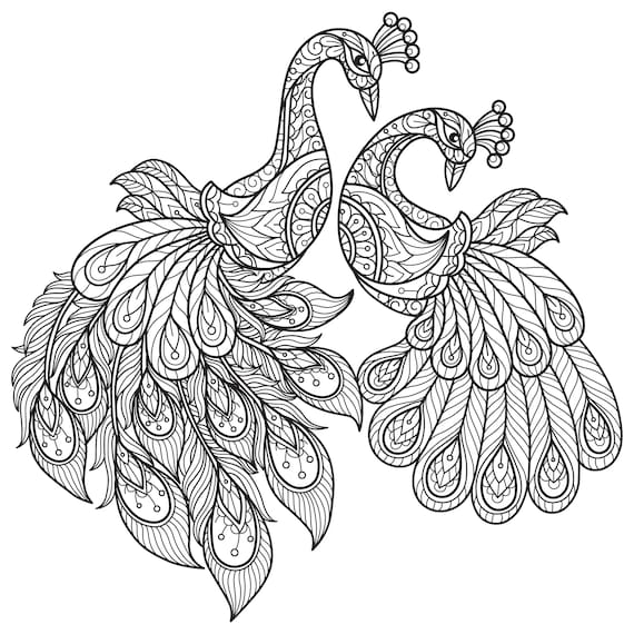 Cute coloring book peacock print kids activity book digital downloadable birds coloring page for adult and kids medium difficulty