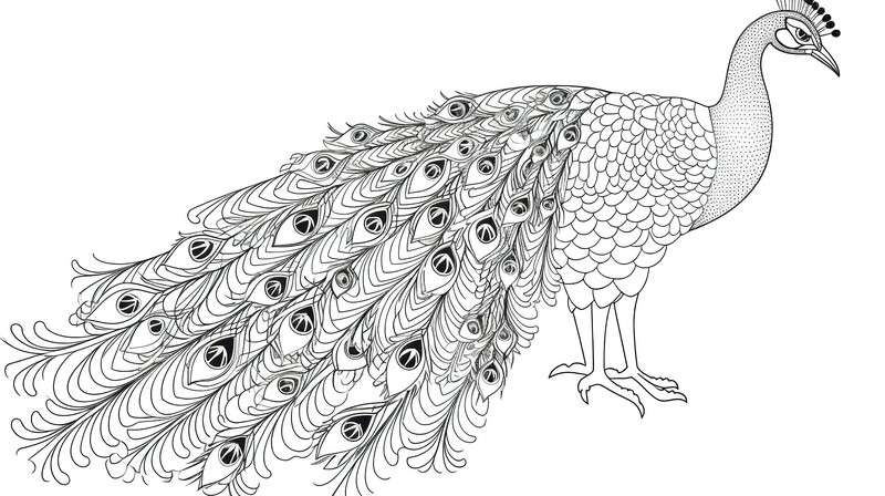 Peacock feathers with long and tails in black white coloring pages backgrounds jpg free download