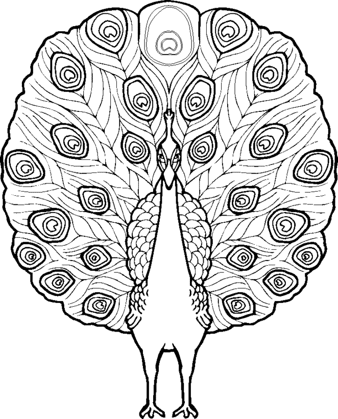 Free printable peacock coloring pages for kids