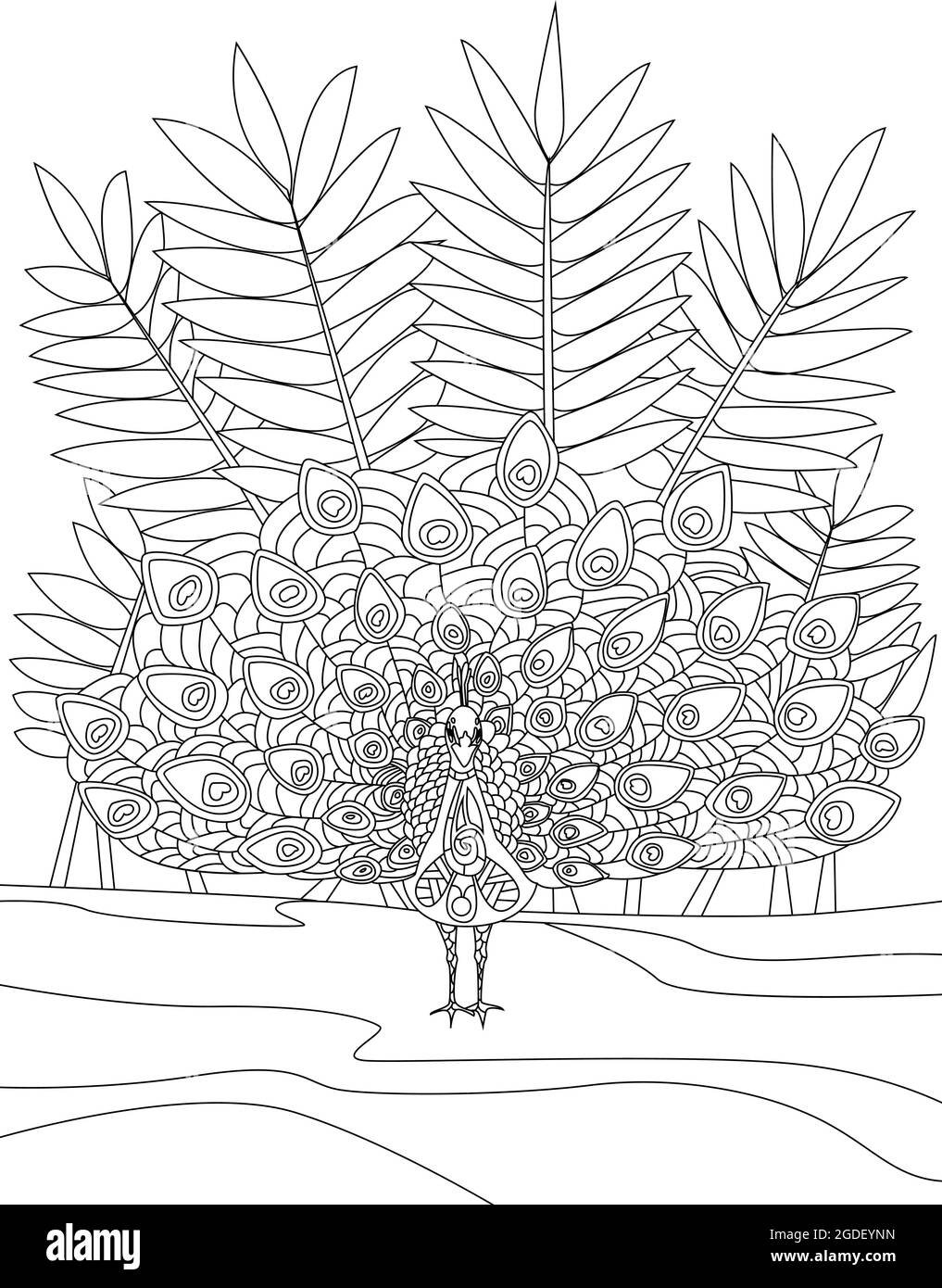 Peacock feathers drawing black and white stock photos images