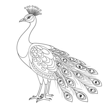 Peacock pictures png transparent images free download vector files