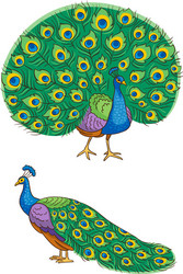 Peacock colouring vector images over