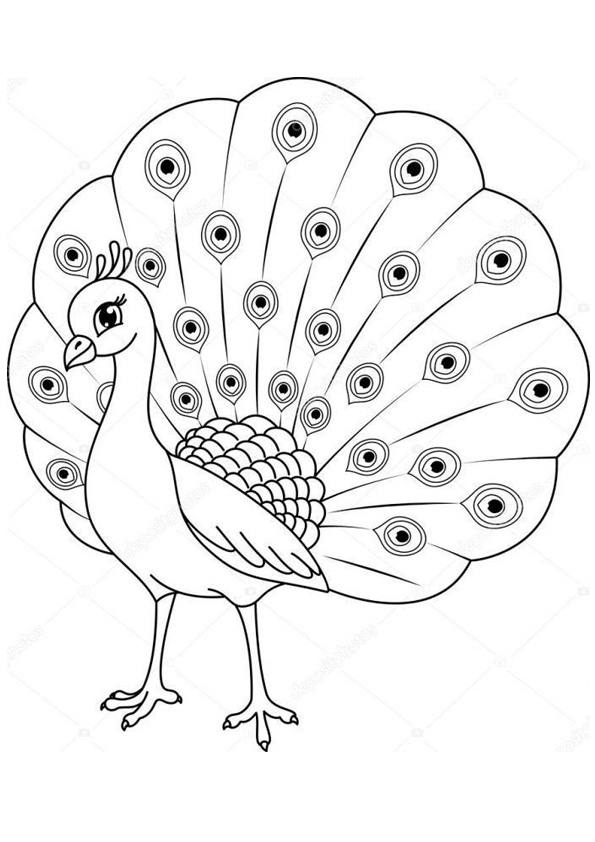 Coloring pages peacock coloring pages for preschoolers