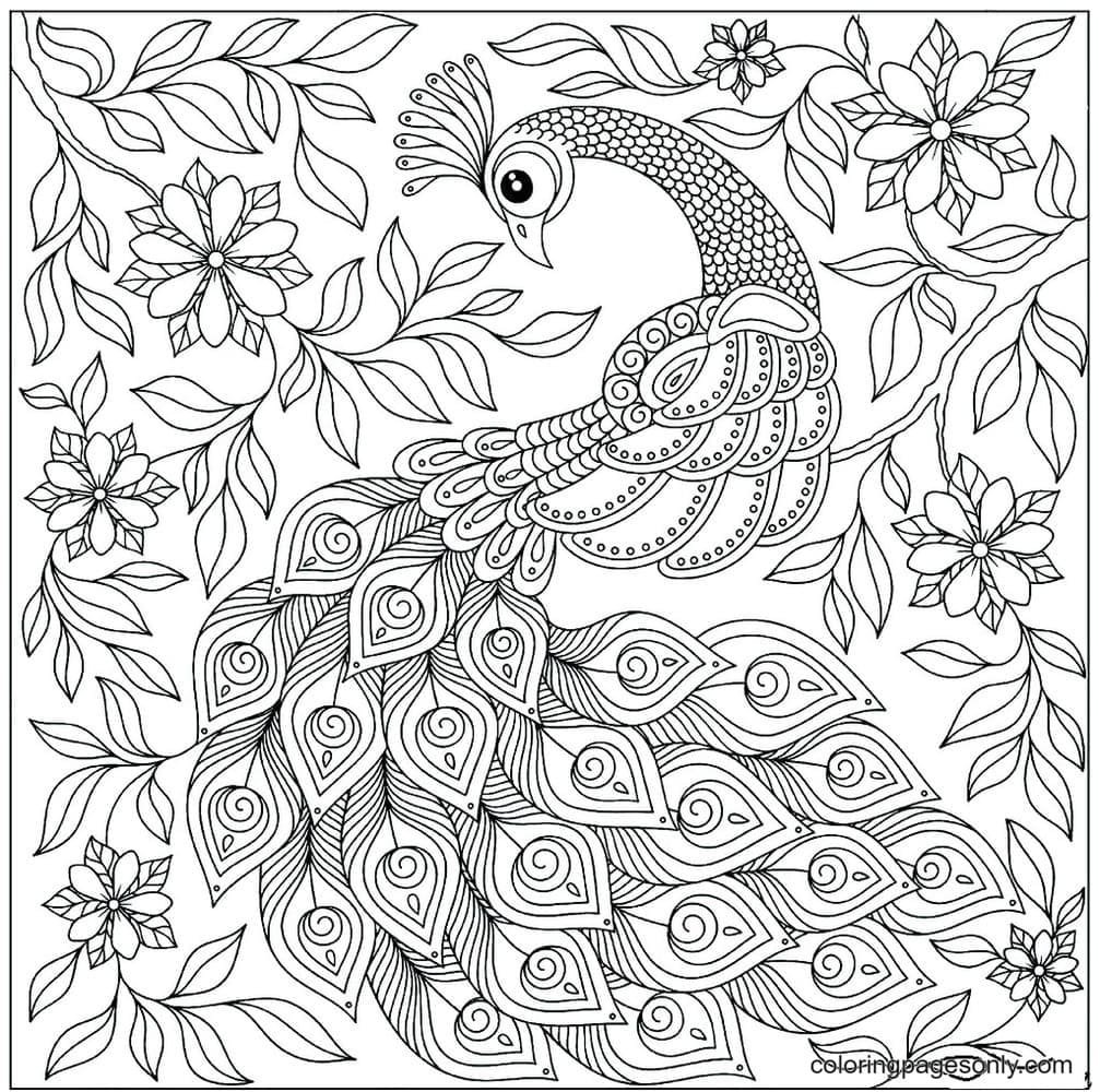 Peacock coloring pages printable for free download