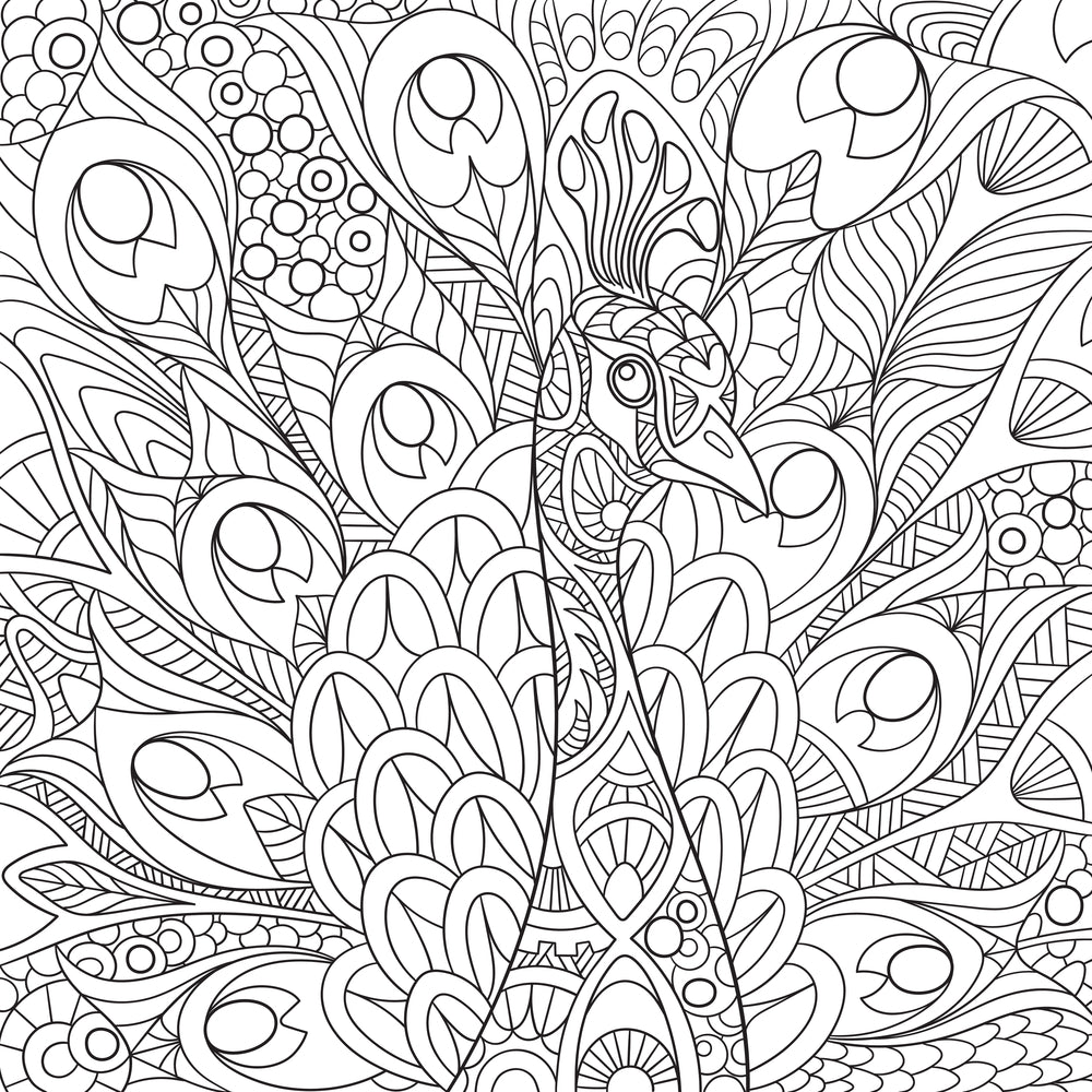 Peacock coloring page decal â