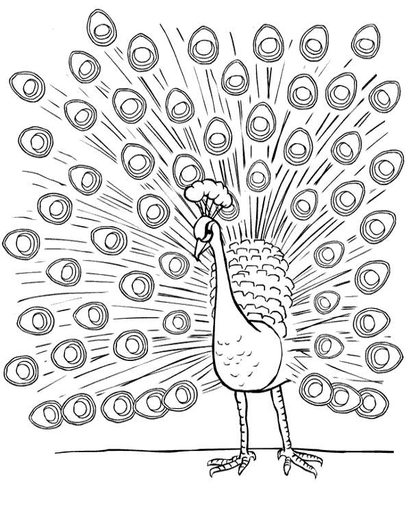 Print peacock coloring sheet for children