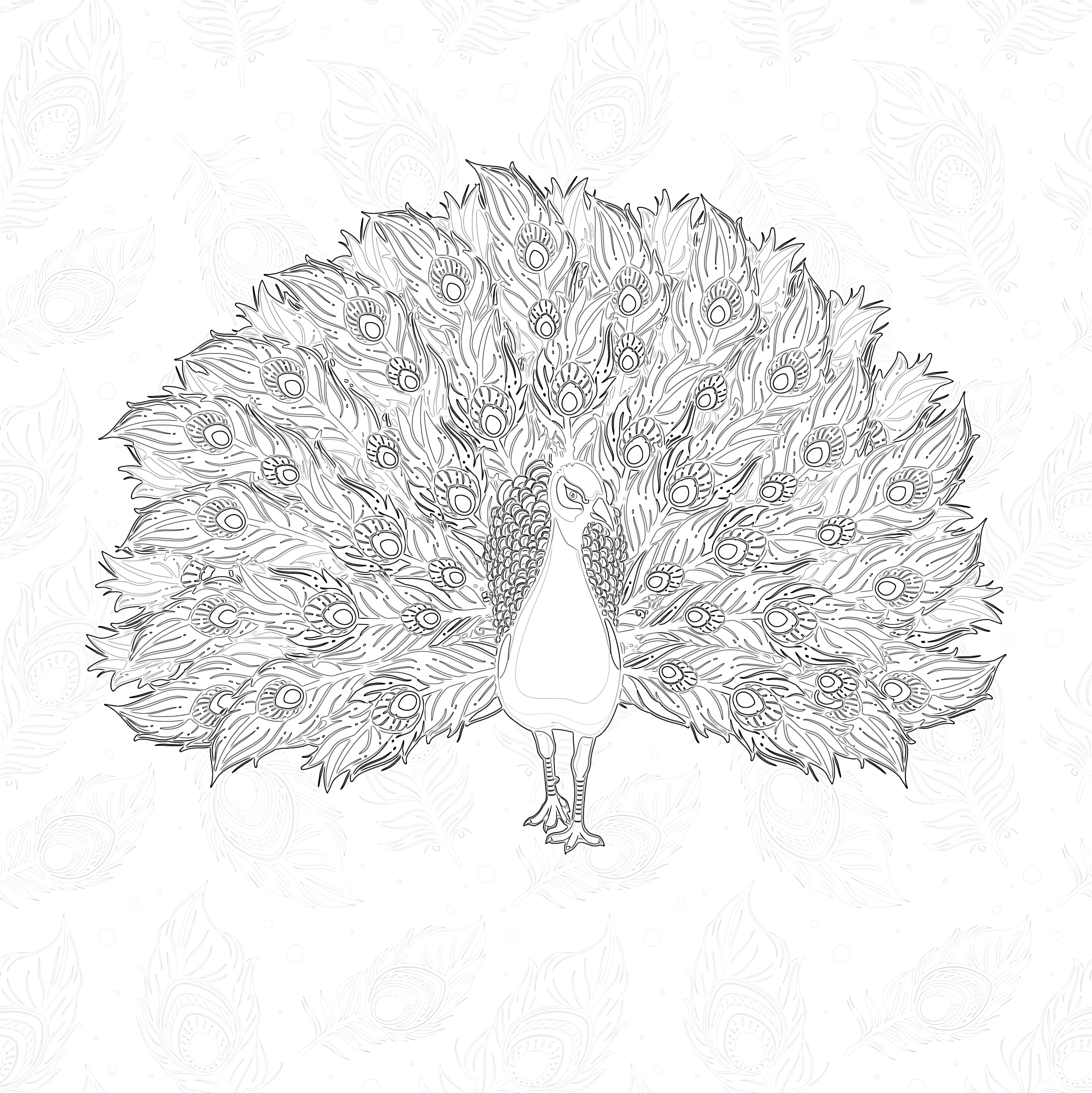 Peacock coloring page coloring pages mimi panda