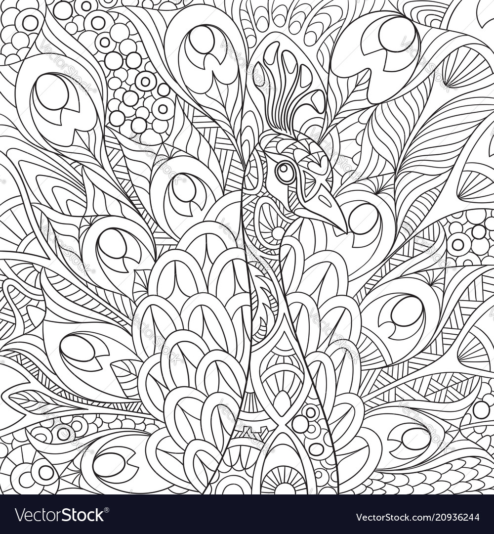 Peacock coloring page royalty free vector image