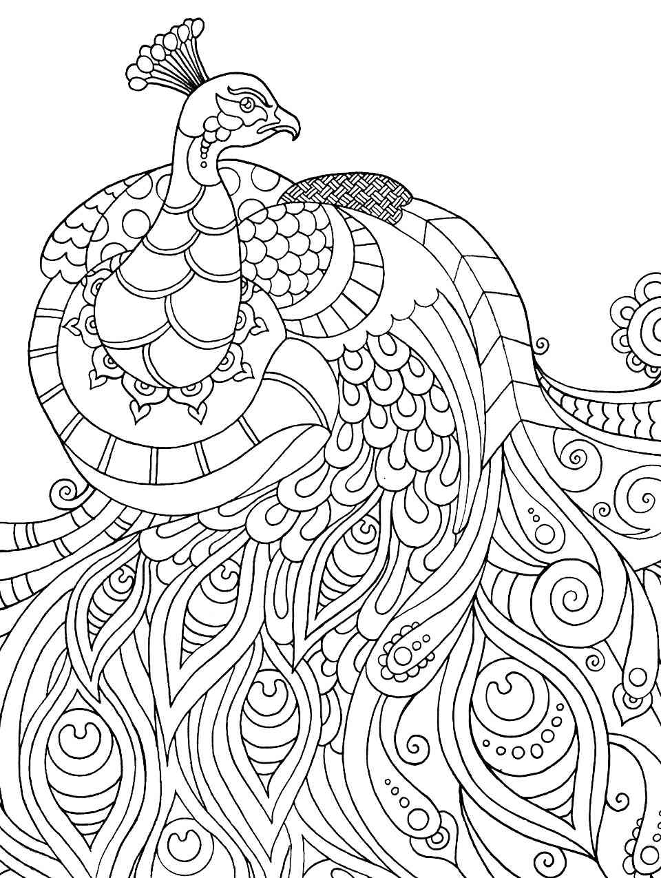 Peacock coloring pages for adults