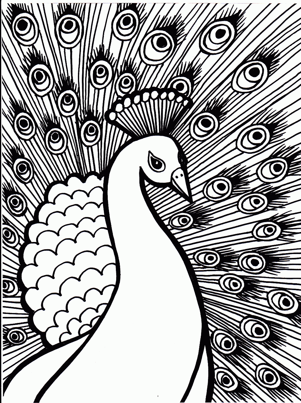 Free printable peacock coloring pages for kids