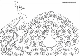 Printable bird louring pages for kids