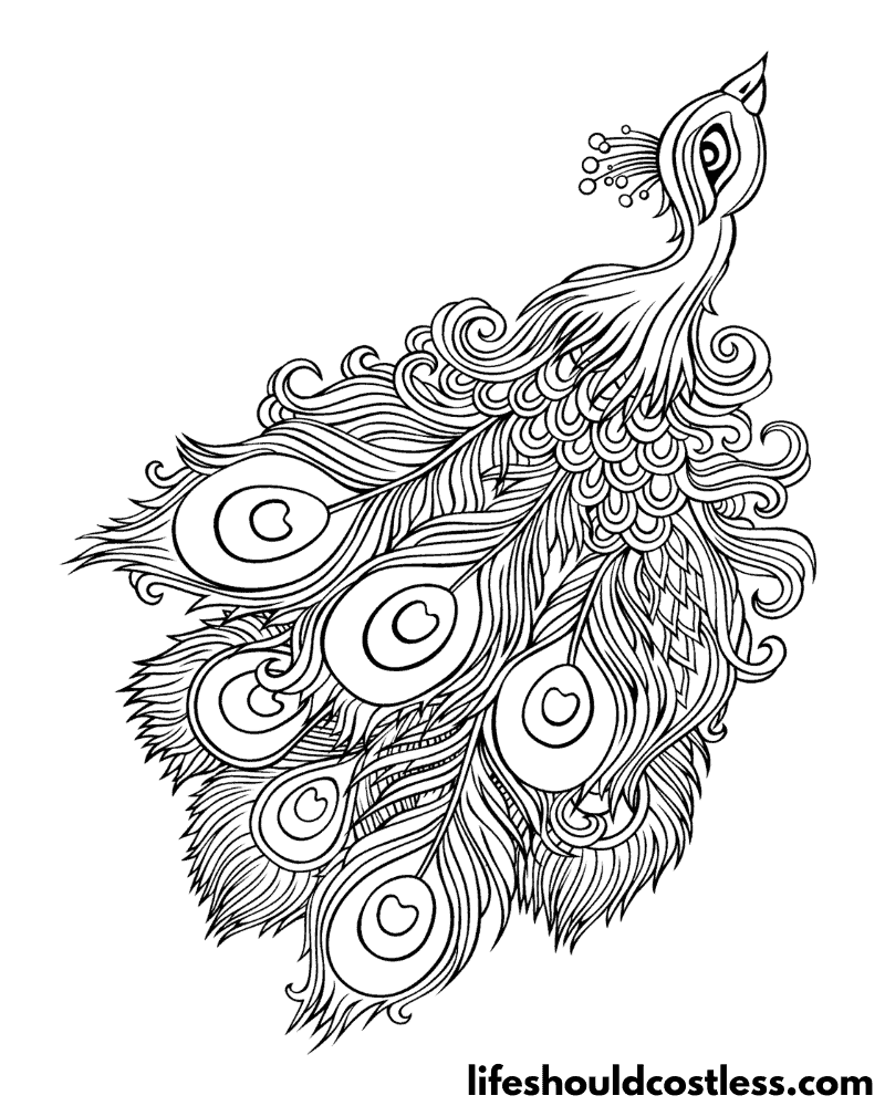 Peacock coloring pages free printable pdf templates