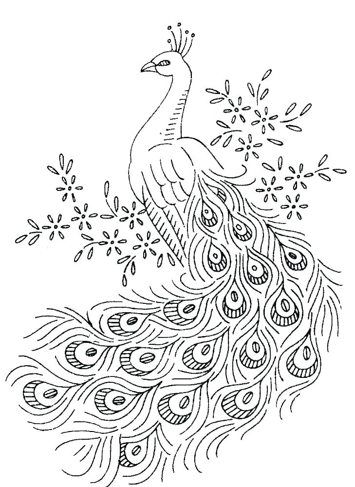 Free printable peacock coloring pages for kids